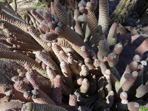 Tephrocactus articulatus var. strobiliformis