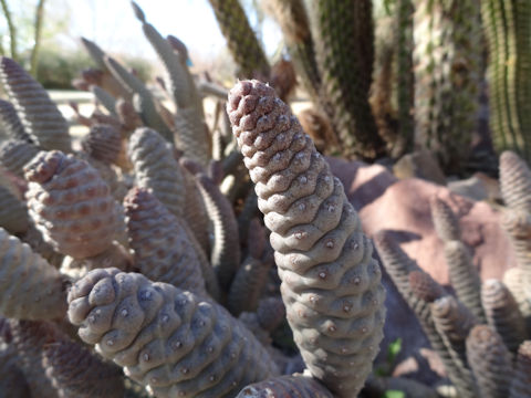 Tephrocactus articulatus var. strobiliformis