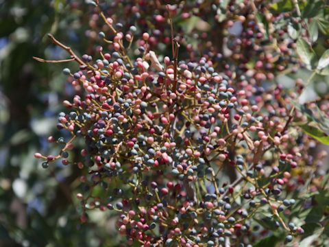 Pistacia terebinthus