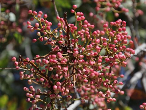 Pistacia terebinthus