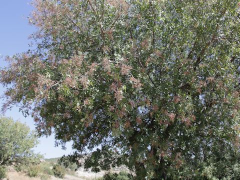 Pistacia terebinthus