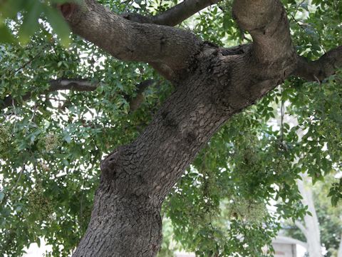 Pistacia terebinthus