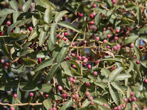 Pistacia terebinthus