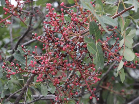 Pistacia terebinthus