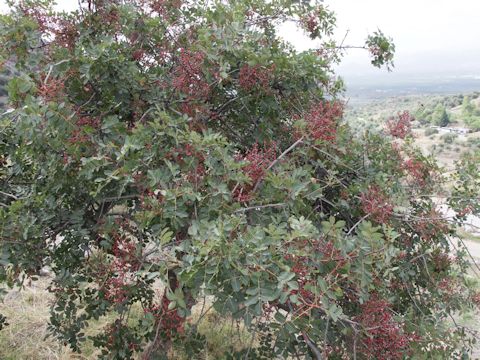 Pistacia terebinthus