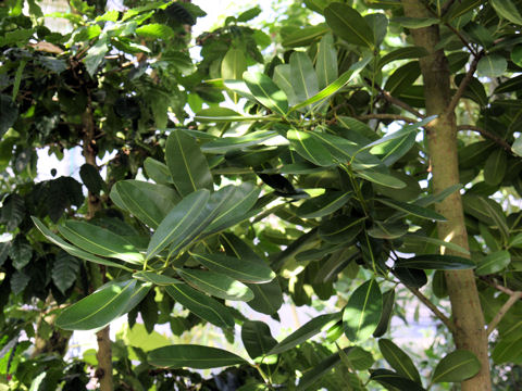 Calophyllum inophyllum