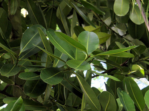 Calophyllum inophyllum