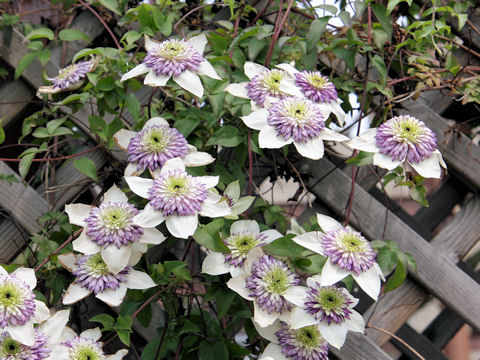 Clematis florida cv. Vienetta