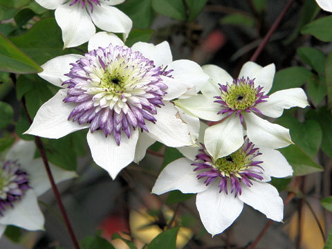 Clematis florida cv. Vienetta