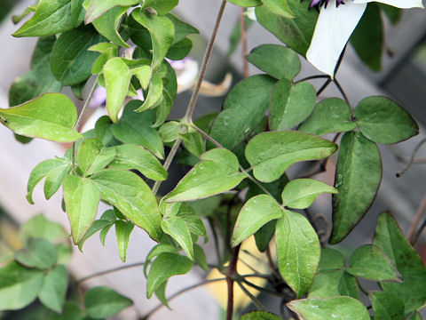 Clematis florida cv. Vienetta