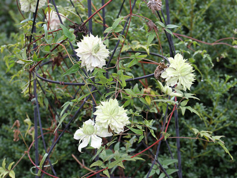 Clematis florida var. flore-pleno