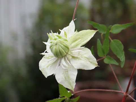 Clematis florida var. flore-pleno