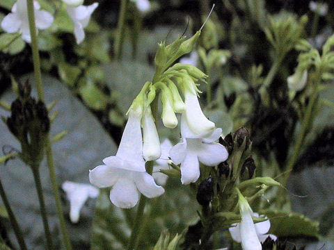 Tetranema roseum cv. Alba