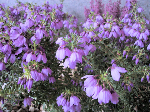 Tetratheca thymifolia