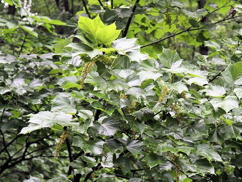 Acer nipponicum