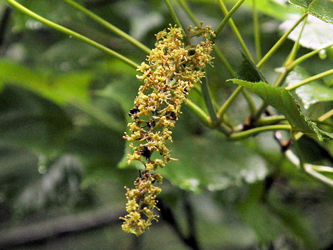 Acer nipponicum