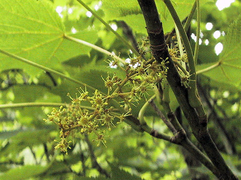 Acer nipponicum