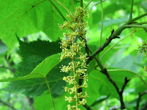 Acer nipponicum