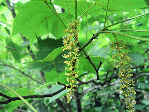 Acer nipponicum