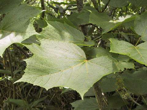 Acer nipponicum