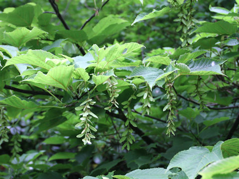 Acer nipponicum