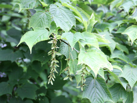 Acer nipponicum