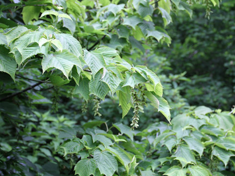 Acer nipponicum