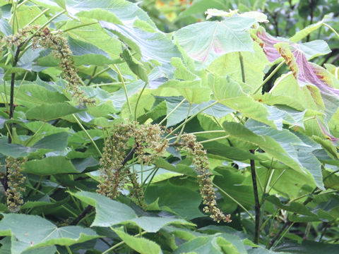 Acer nipponicum