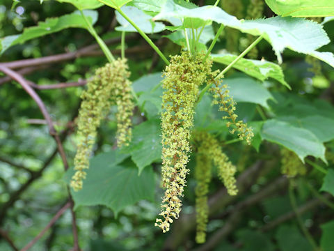 Acer nipponicum