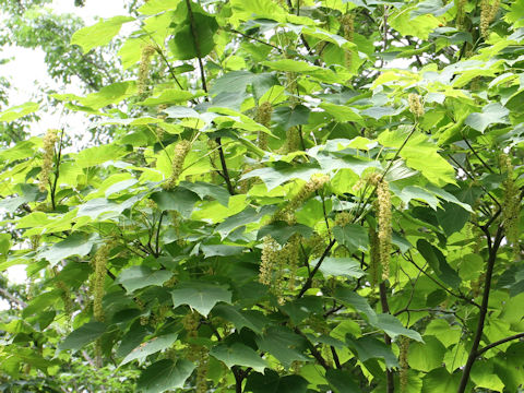 Acer nipponicum