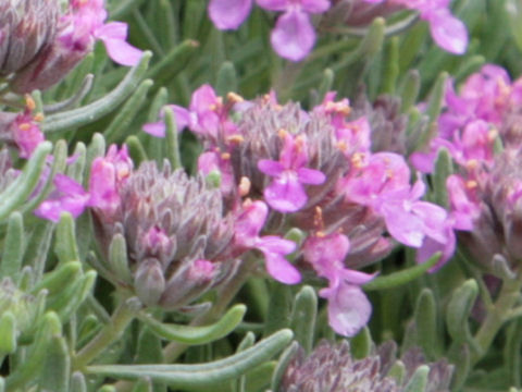 Teucrium aroanium