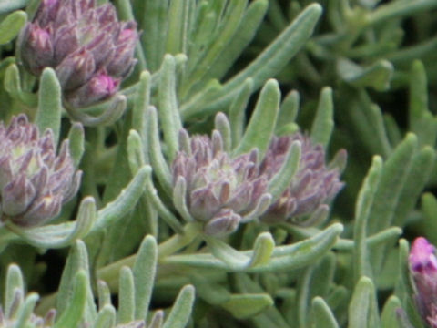 Teucrium aroanium