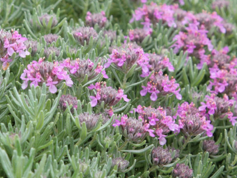 Teucrium aroanium