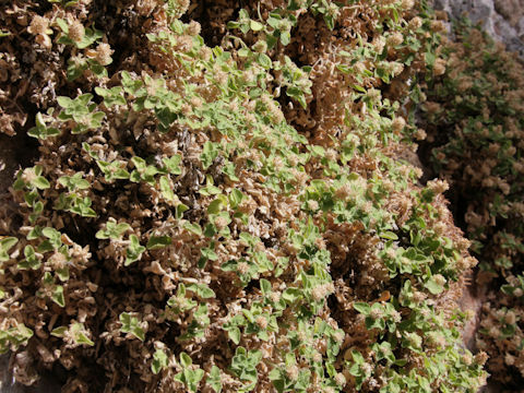 Teucrium pyrenaicum