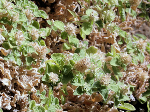 Teucrium pyrenaicum