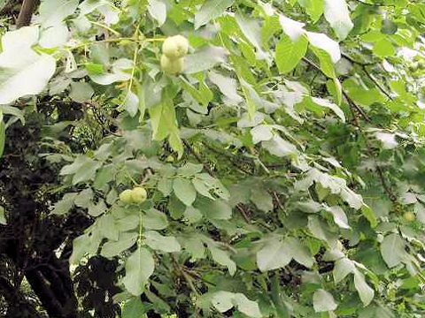 Juglans regia var. orientis