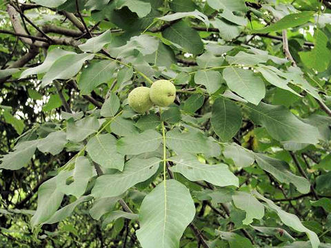 Juglans regia var. orientis