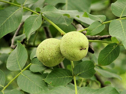 Juglans regia var. orientis