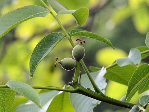 Juglans regia var. orientis