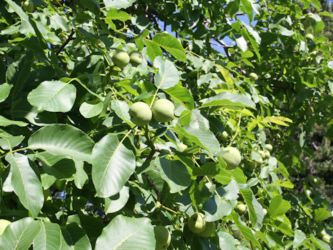 Juglans regia var. orientis