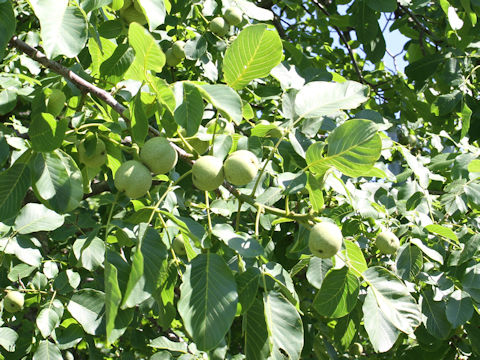 Juglans regia var. orientis