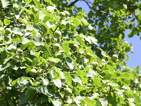 Juglans regia var. orientis