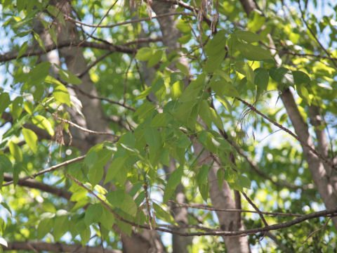 Fraxinus texensis