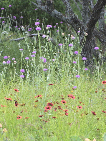 Cirsium texanum