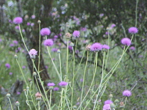 Cirsium texanum