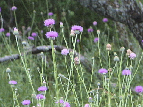 Cirsium texanum