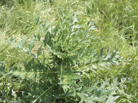 Cirsium texanum