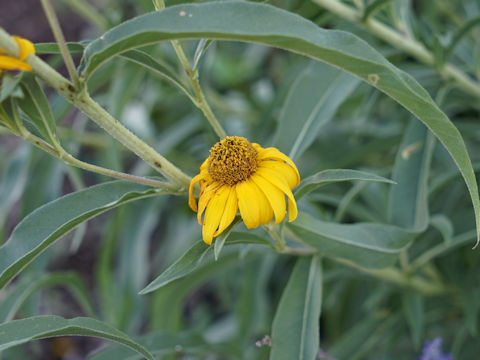 Helianthus ciliaris