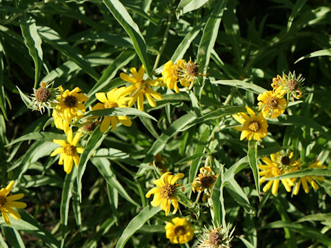 Helianthus ciliaris