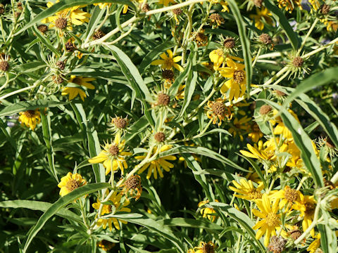 Helianthus ciliaris